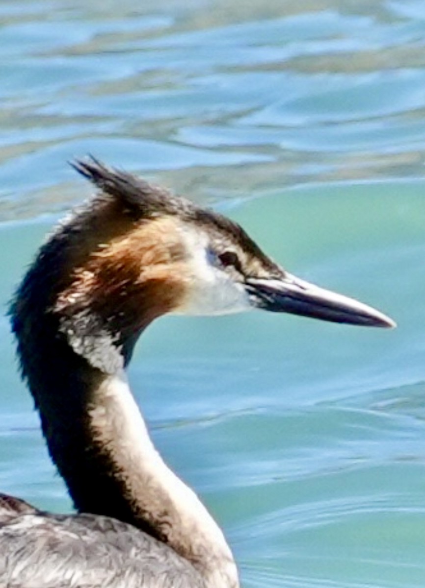 Great Crested Grebe - Chris Curl