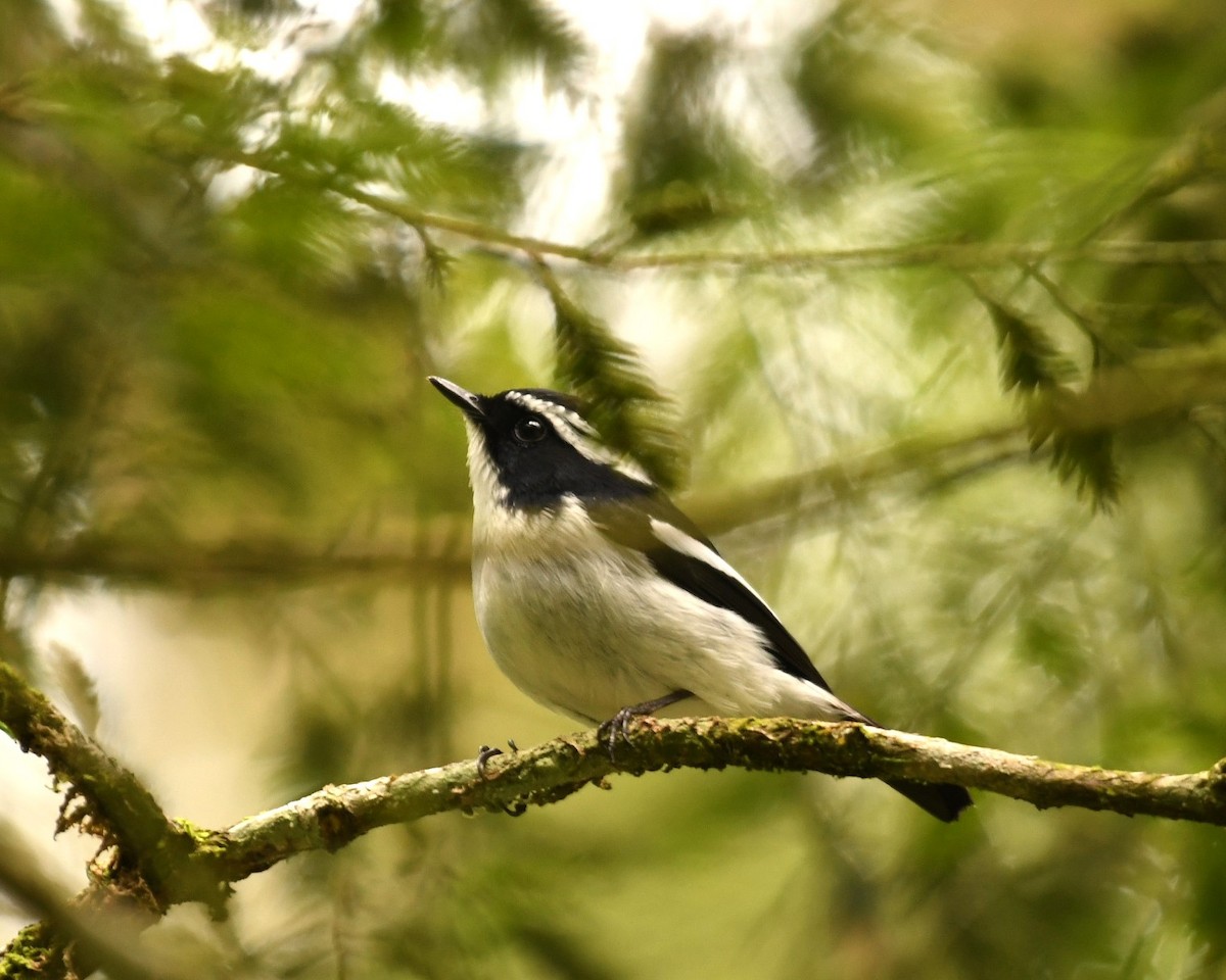 Little Pied Flycatcher - ML615903680