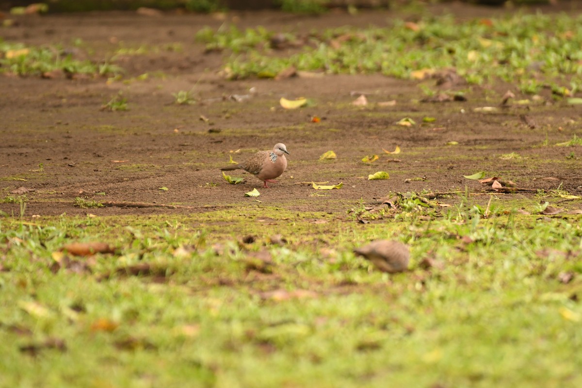 Spotted Dove - Sunanda Vinayachandran