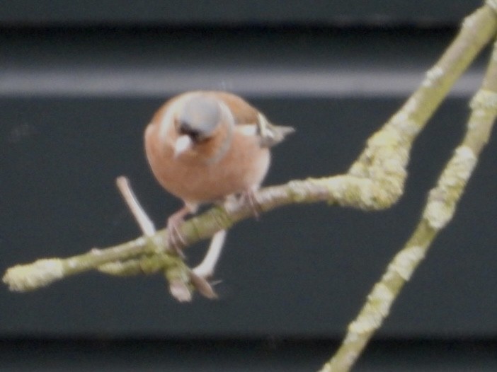 Common Chaffinch - ML615903695