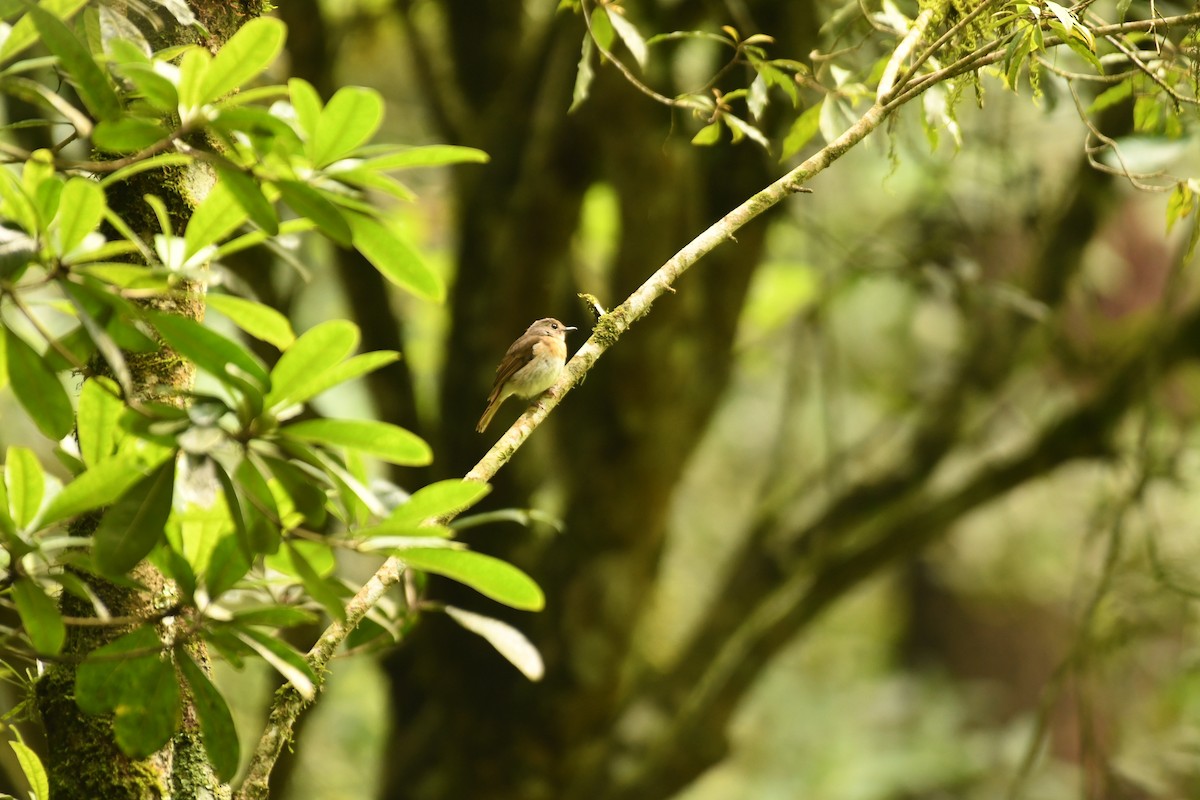 Fulvous-chested Jungle Flycatcher - ML615903708