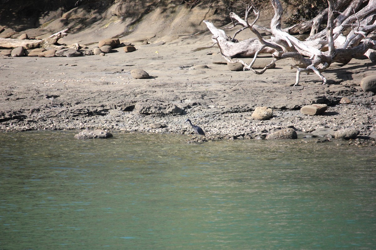 Pacific Reef-Heron - ML615903784