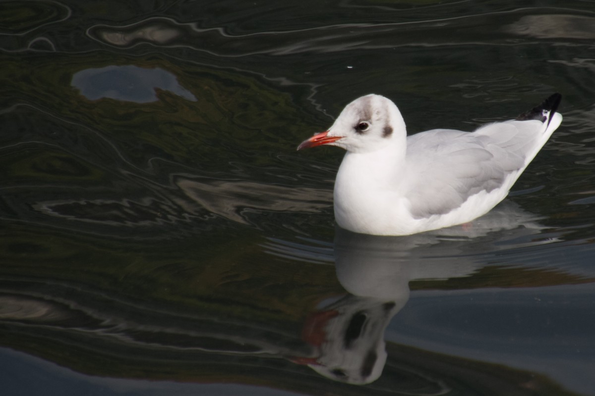 Mouette rieuse - ML615903927
