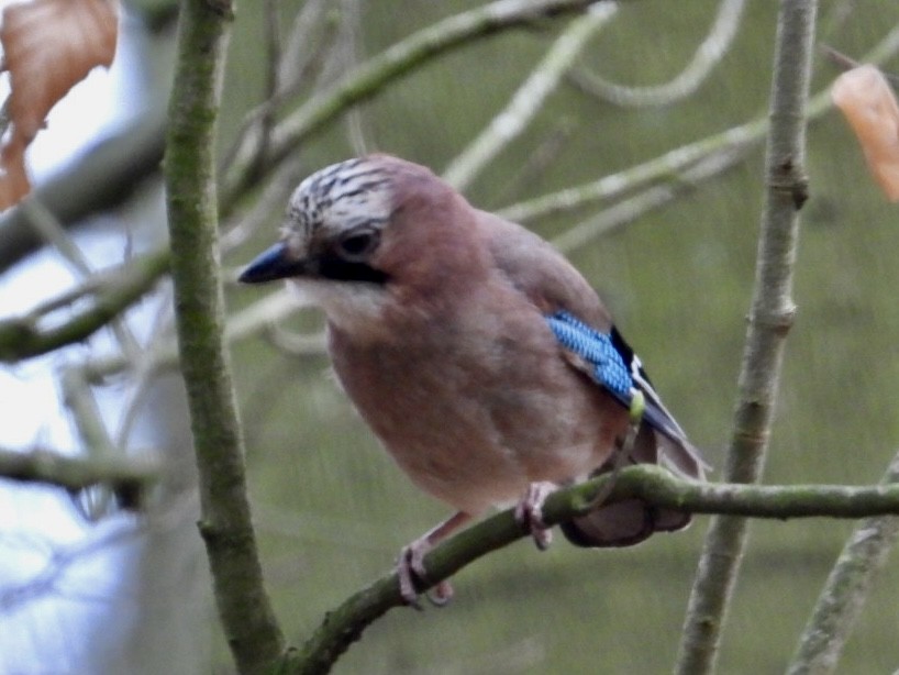 Eurasian Jay - ML615903931