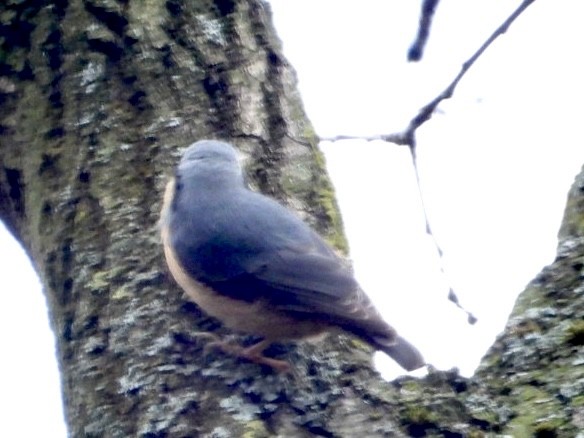 Eurasian Nuthatch - ML615903941