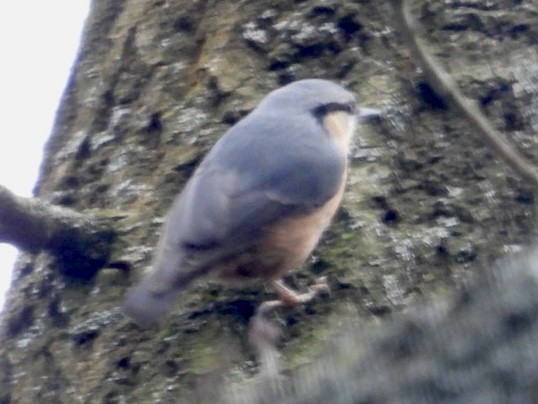 Eurasian Nuthatch - ML615903942