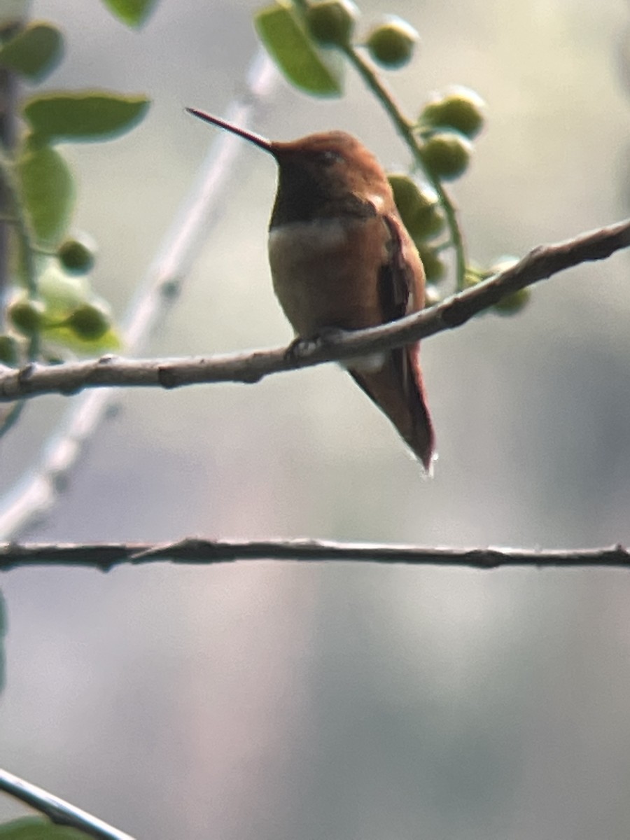 Rufous Hummingbird - ML615903950