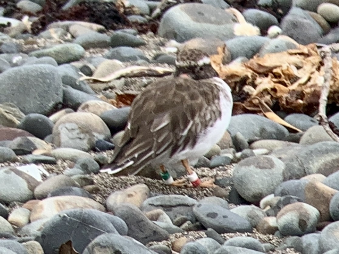 Shore Plover - ML615903991