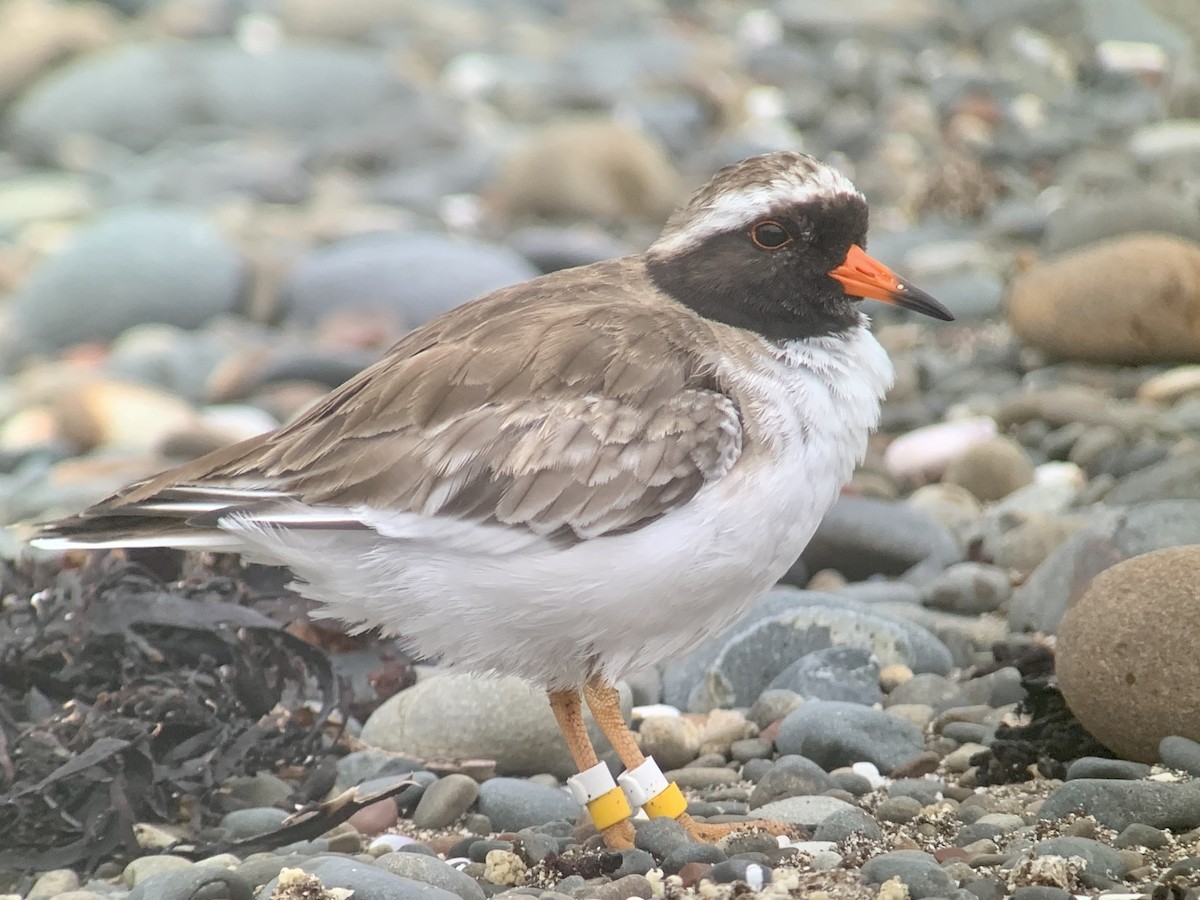 Shore Plover - ML615903993