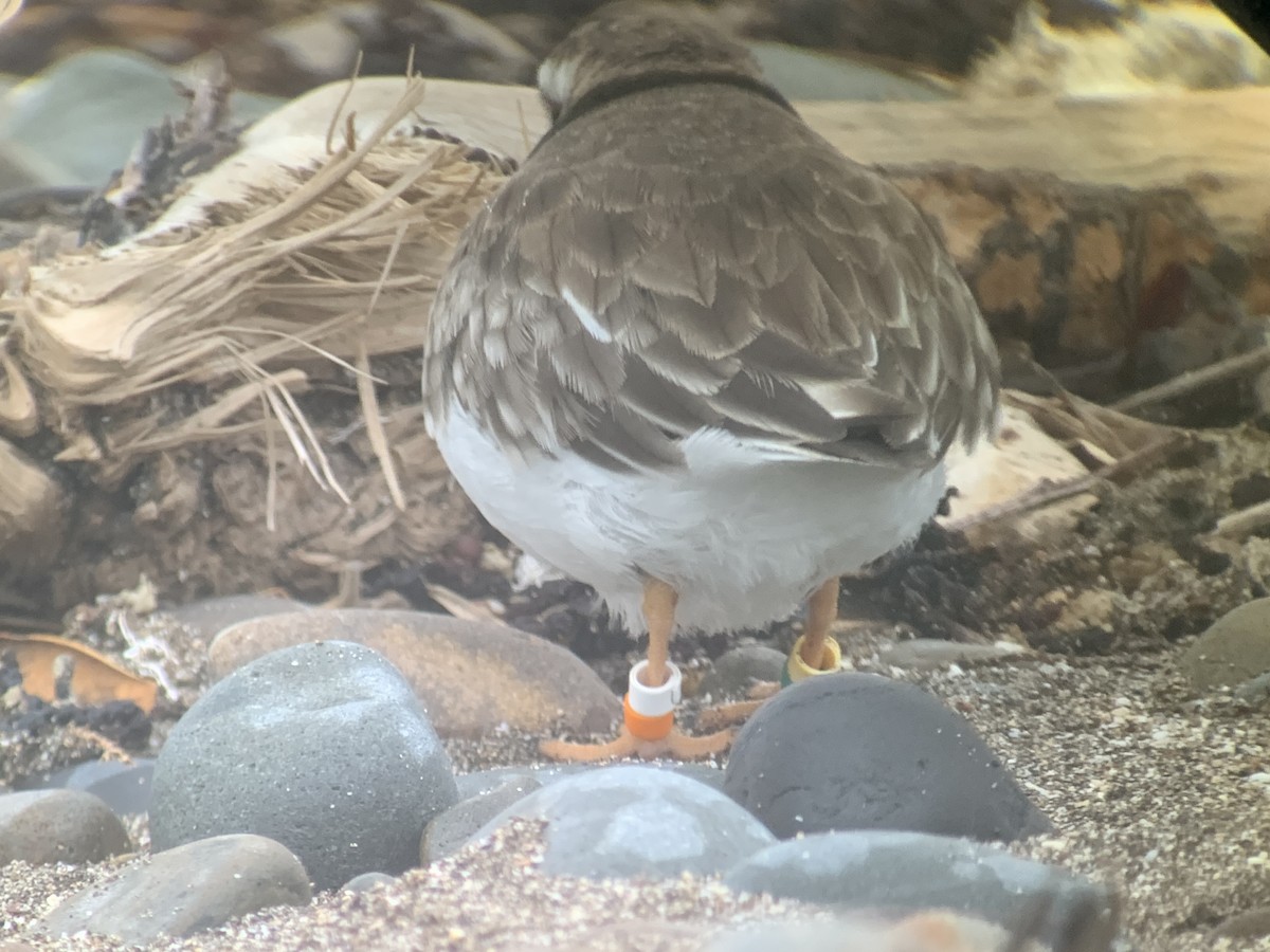 Shore Plover - ML615903994