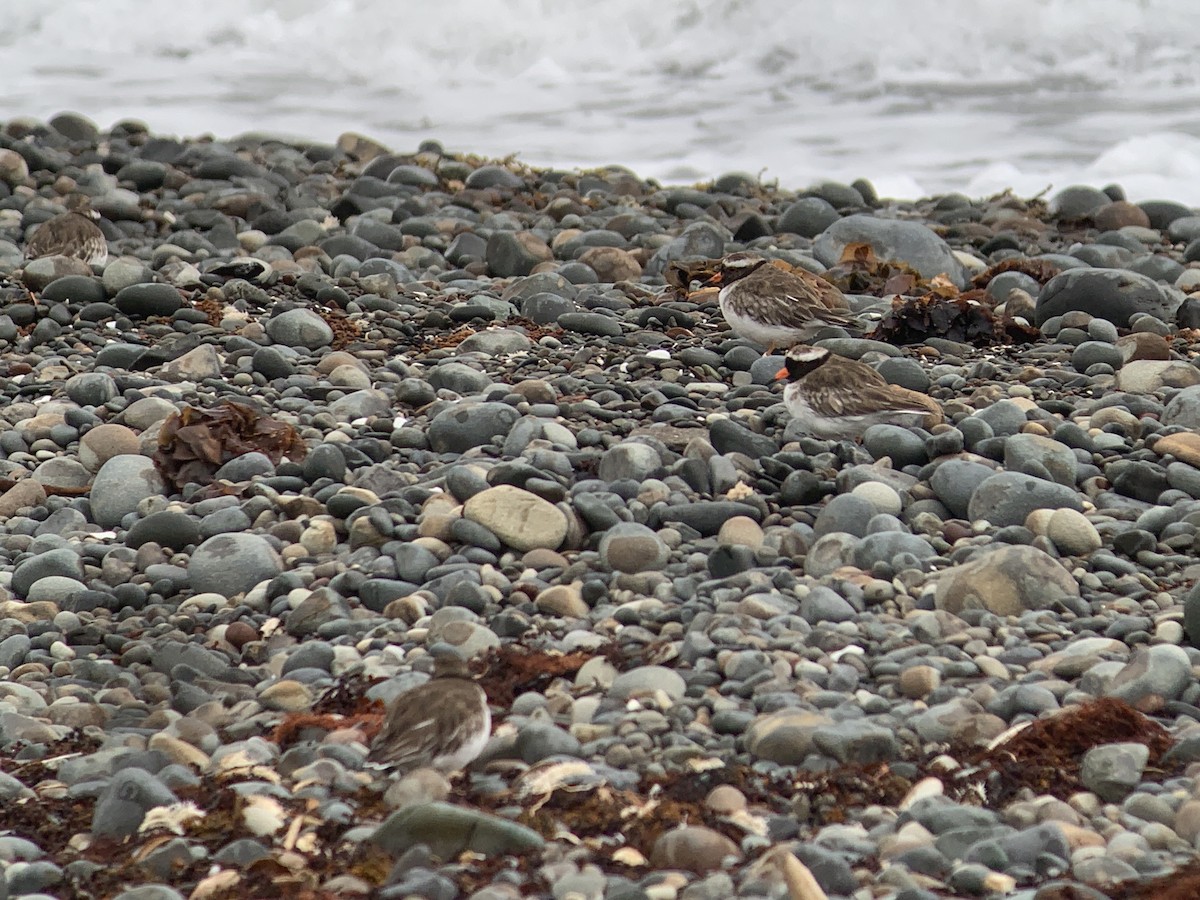 Shore Plover - ML615903995