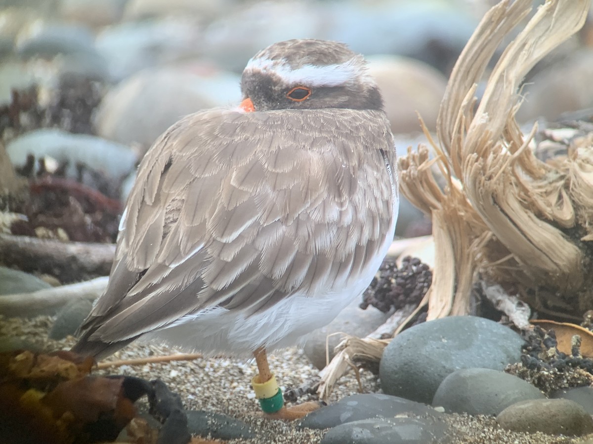 Shore Plover - Casper (Philip) Leygraaf