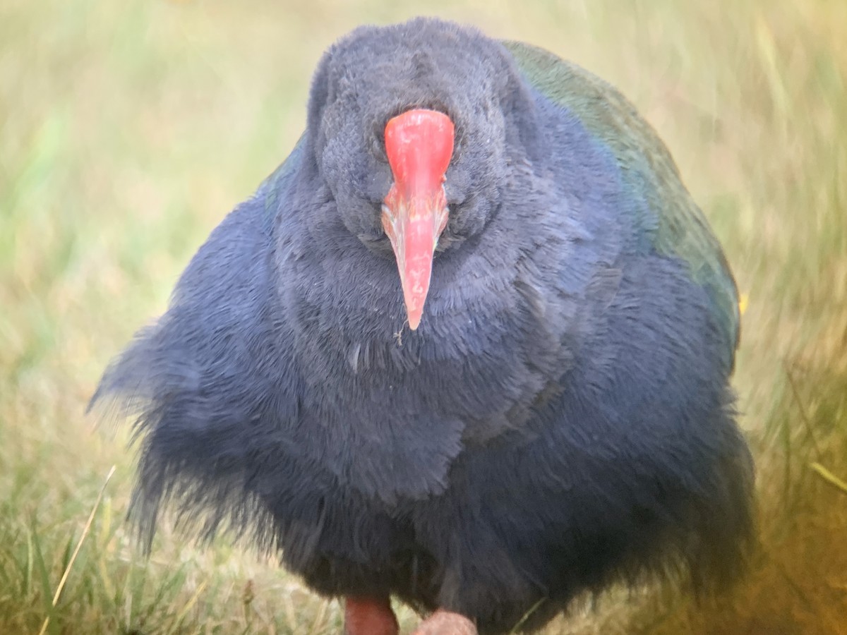 South Island Takahe - ML615904030