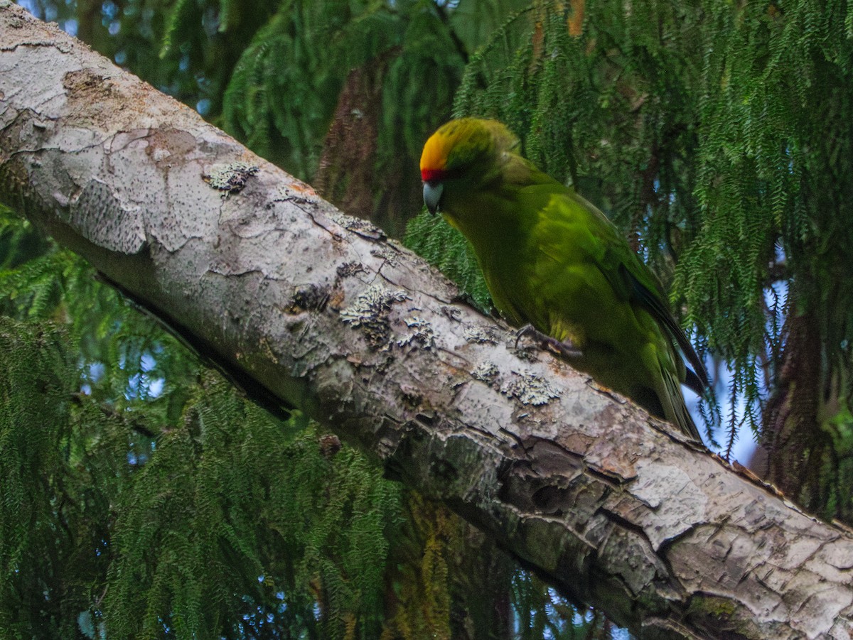 Yellow-crowned Parakeet - Adam Nagy