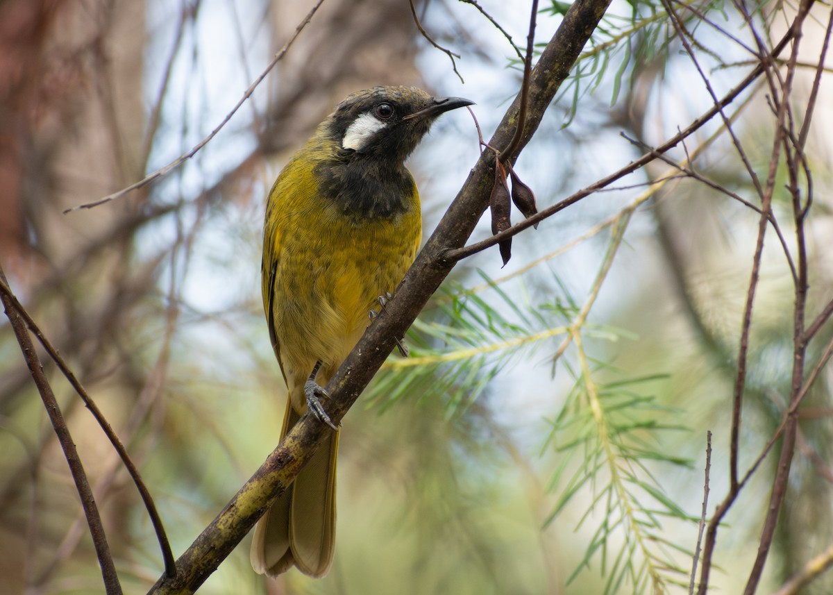 White-eared Honeyeater - ML615904085