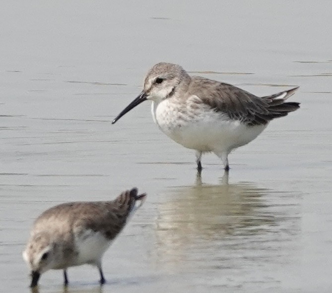 Dunlin - ML615904093