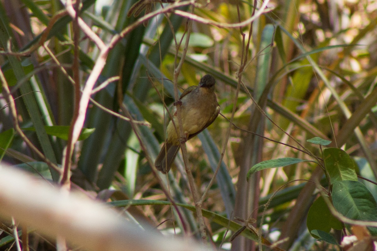 Ashy-fronted Bulbul - Diogenes Simbol