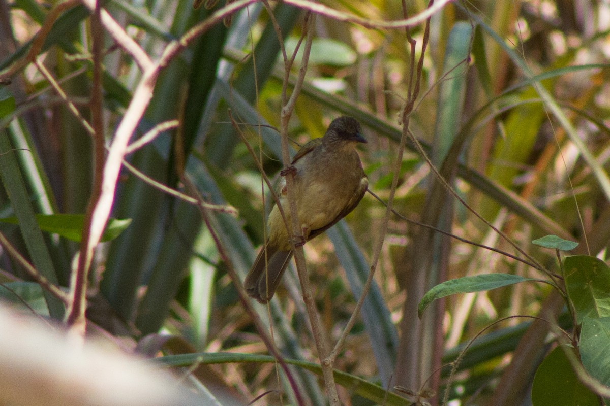 Ashy-fronted Bulbul - Diogenes Simbol