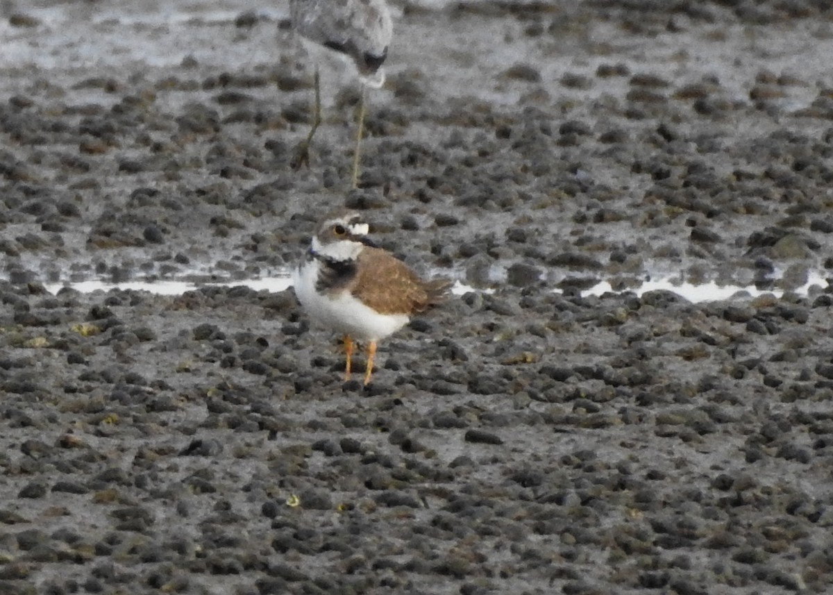 plover sp. - ML615904201