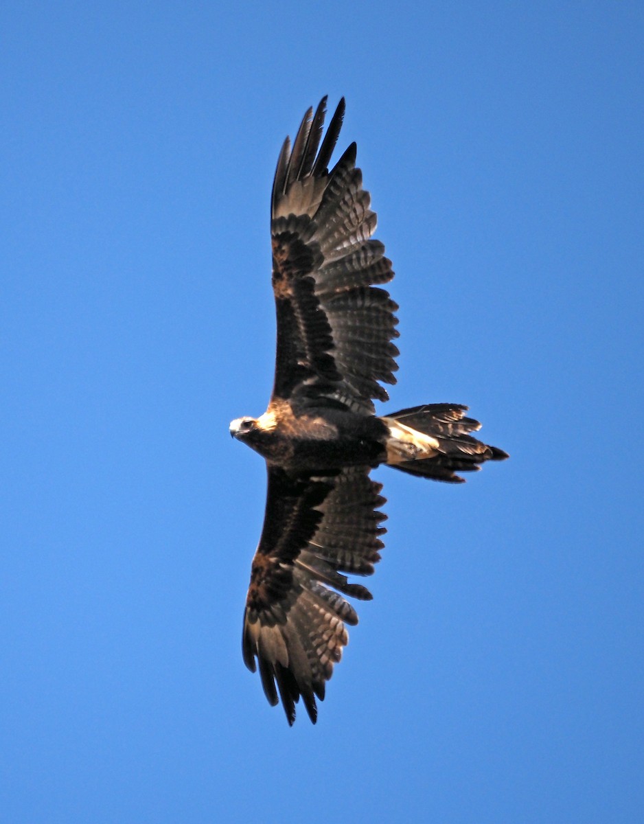 Wedge-tailed Eagle - ML615904207