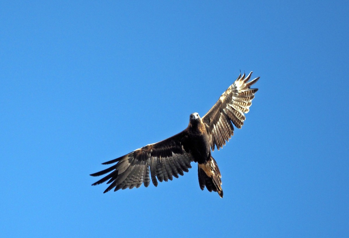 Águila Audaz - ML615904224