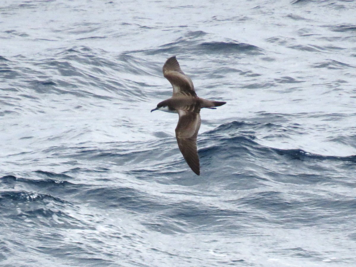 Buller's Shearwater - ML615904239