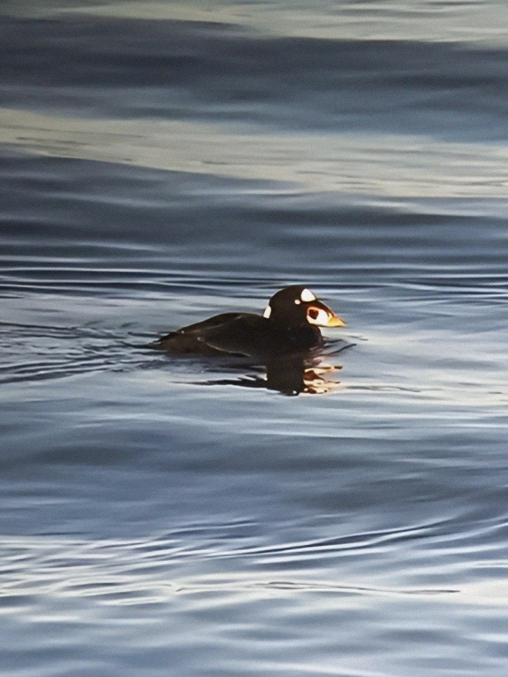 Surf Scoter - ML615904262