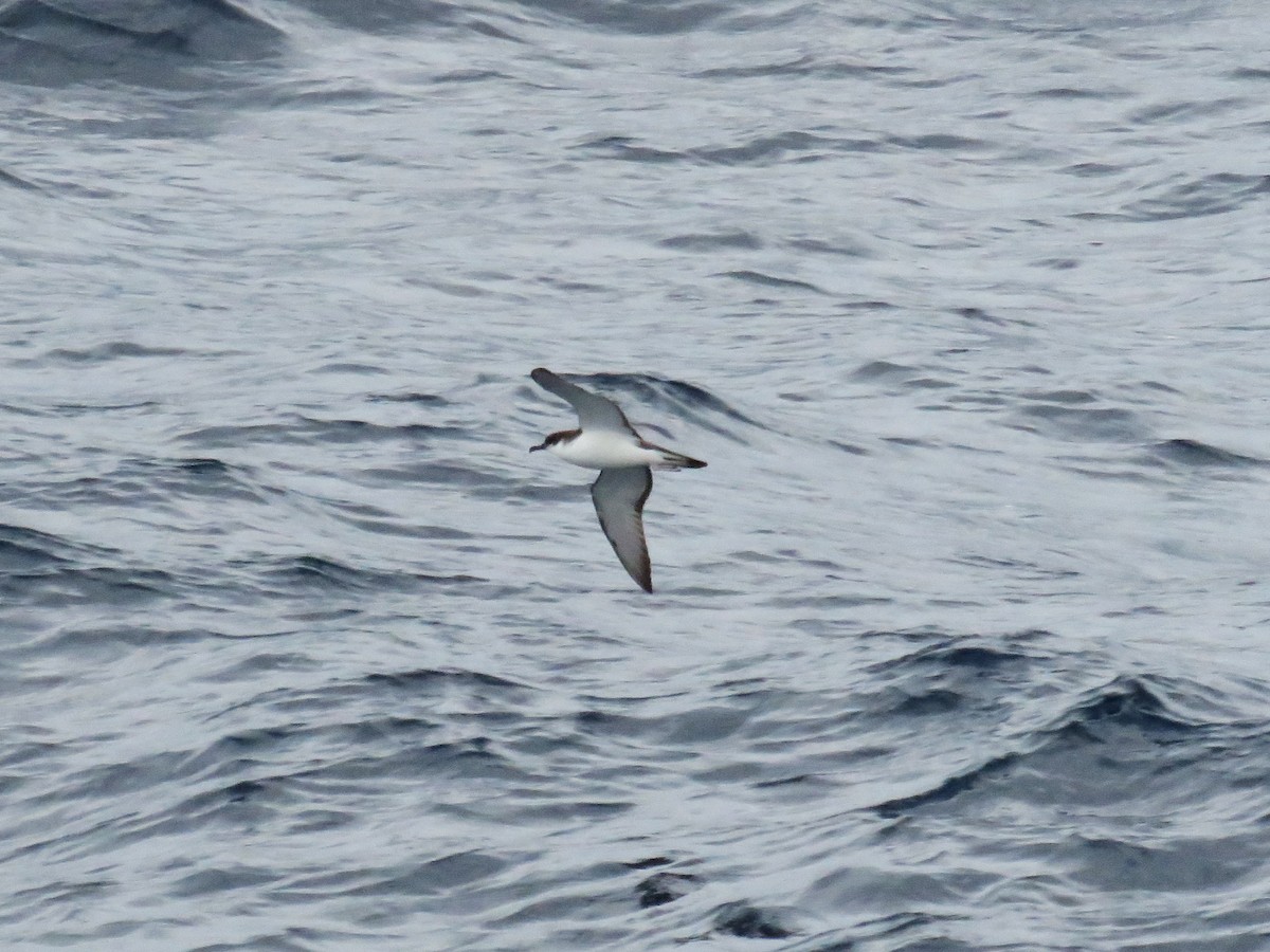 Buller's Shearwater - Michel Turcot