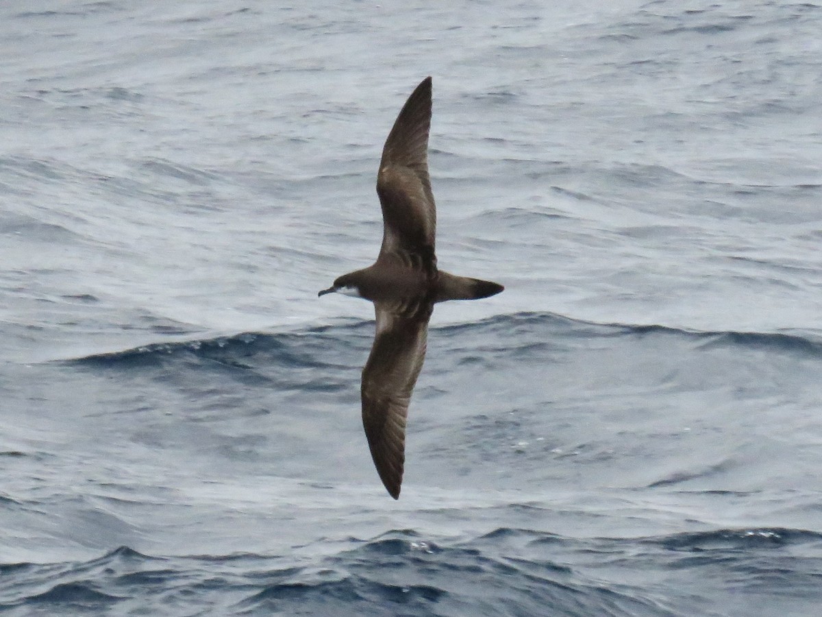 Buller's Shearwater - Michel Turcot