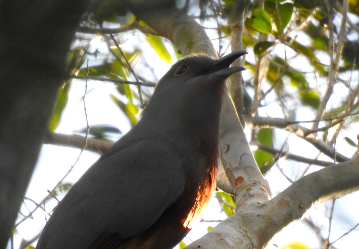 Bay-breasted Cuckoo - ML615904281