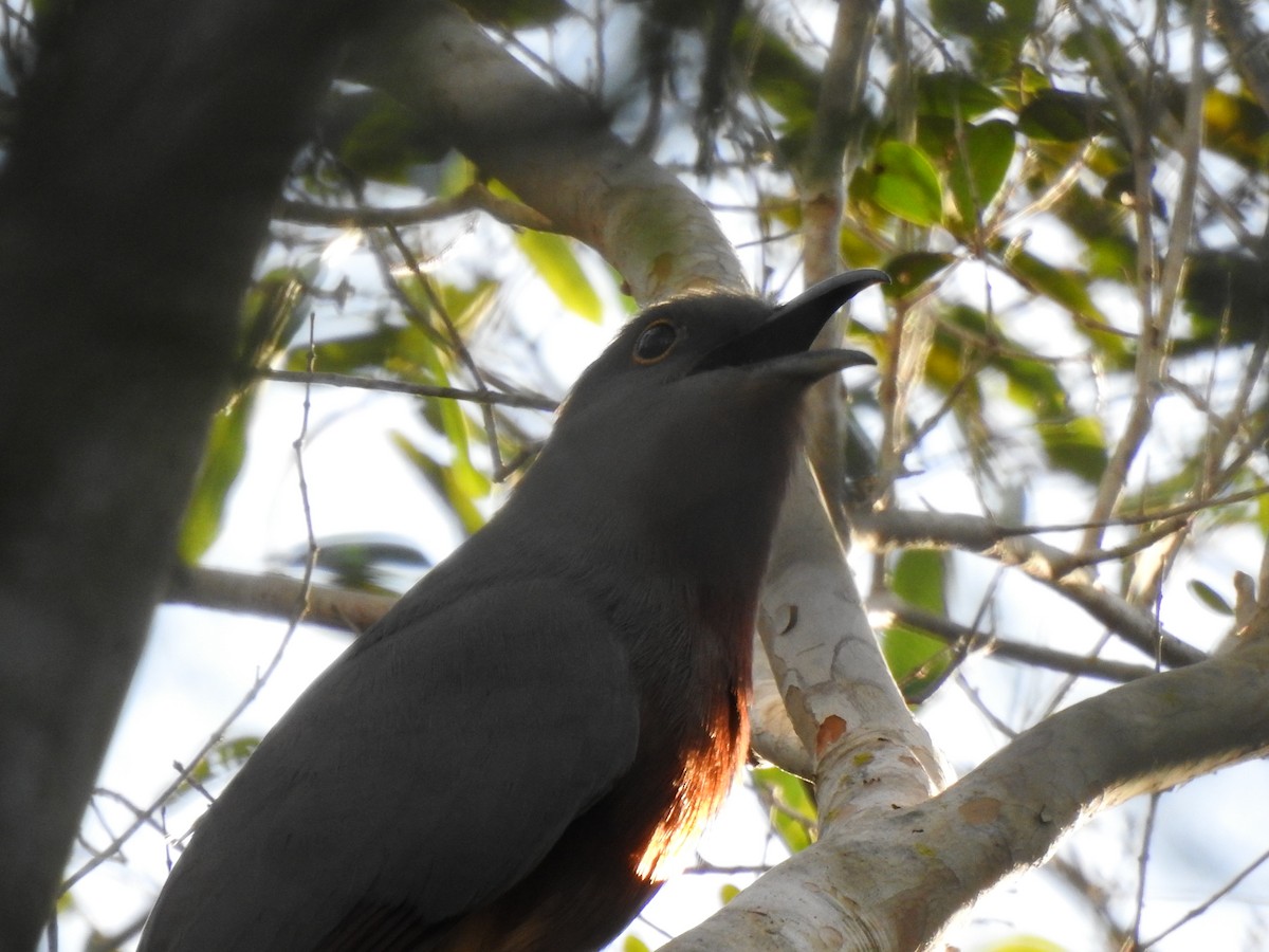 Bay-breasted Cuckoo - ML615904282