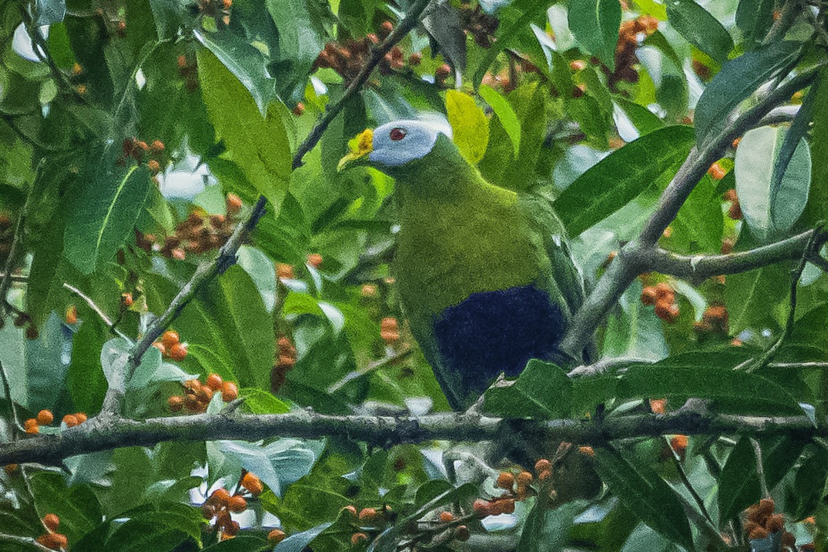 Carunculated Fruit-Dove - ML615904308