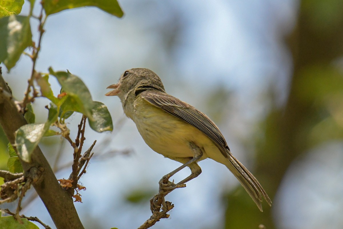 Bell's Vireo - ML615904322