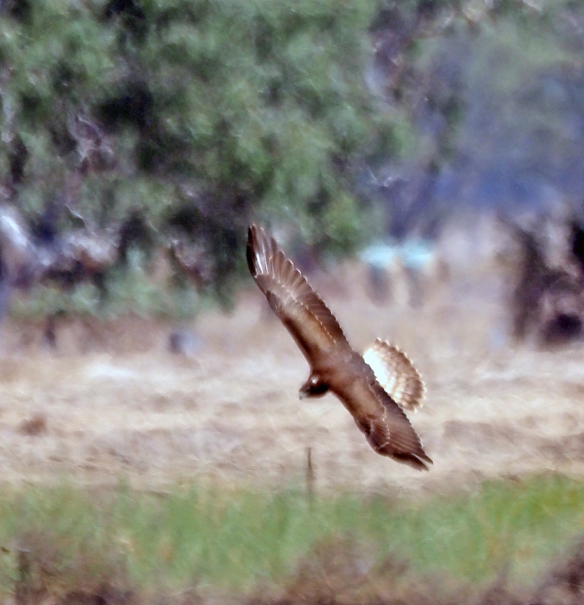 Aguilucho Lagunero del Pacífico - ML615904354