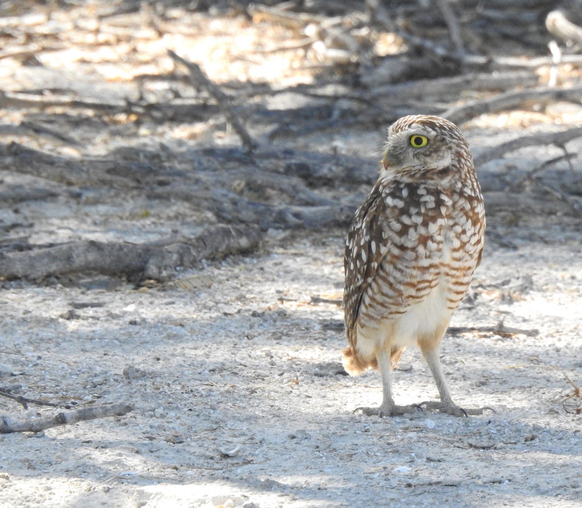Burrowing Owl (guadeloupensis Group) - ML615904361