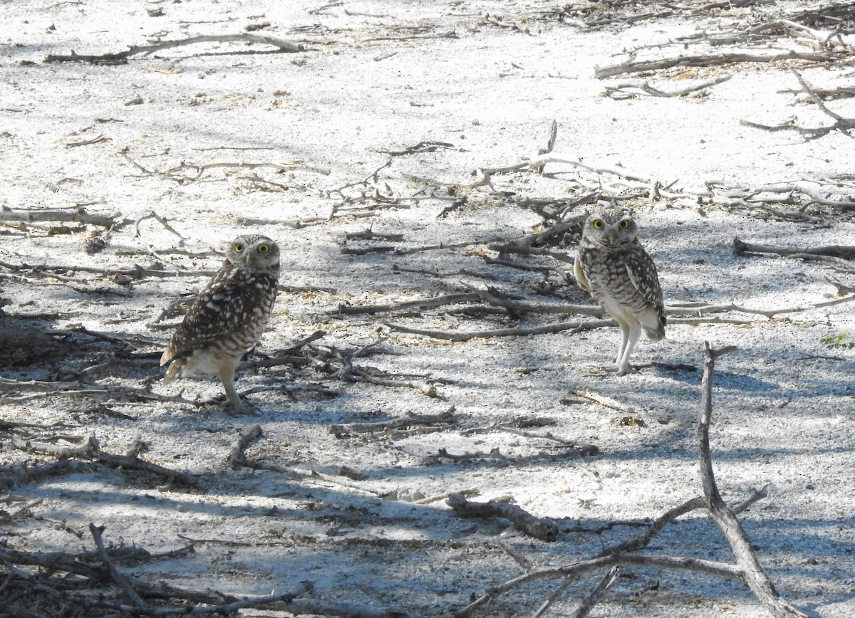 Burrowing Owl (guadeloupensis Group) - ML615904362