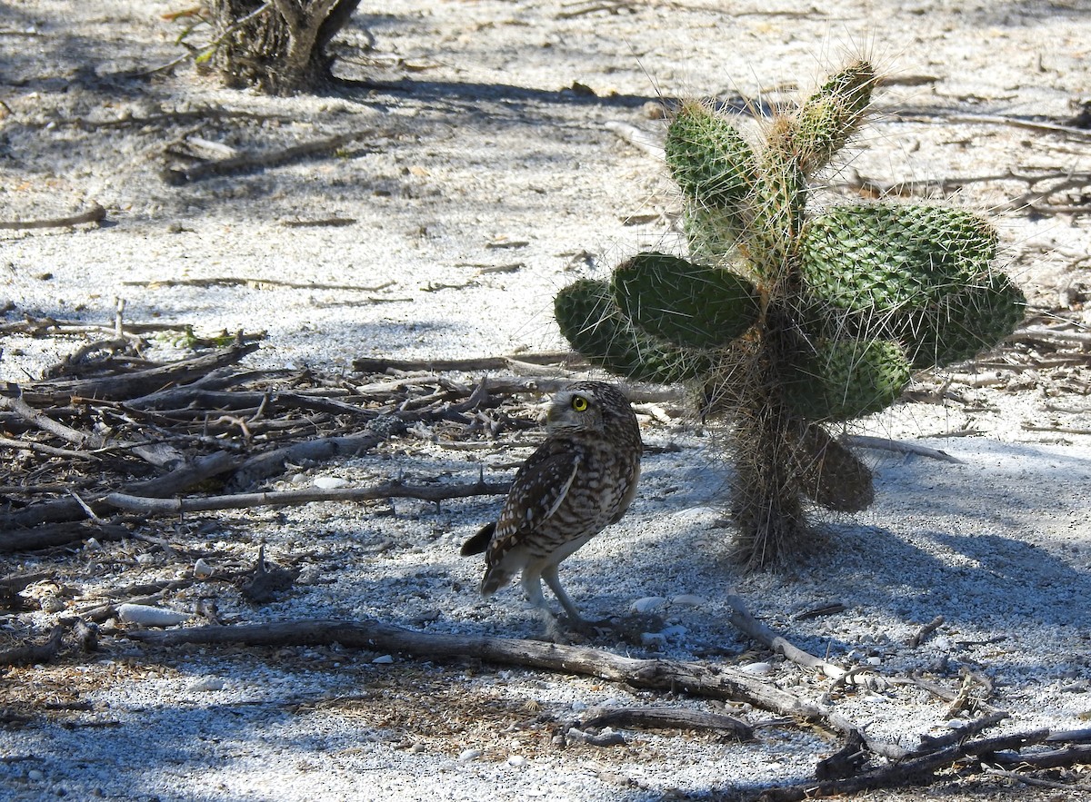 Burrowing Owl (guadeloupensis Group) - ML615904363