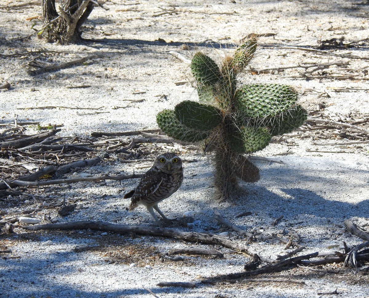 Burrowing Owl (guadeloupensis Group) - ML615904364