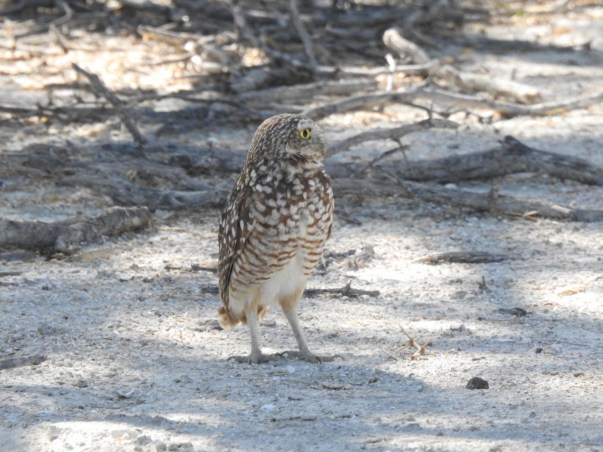 Burrowing Owl (guadeloupensis Group) - ML615904366