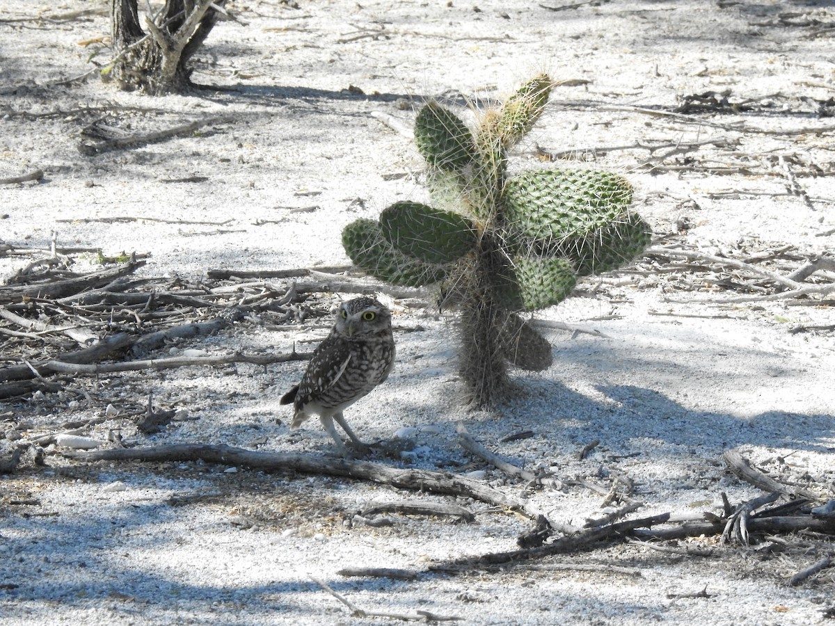 Burrowing Owl (guadeloupensis Group) - ML615904367