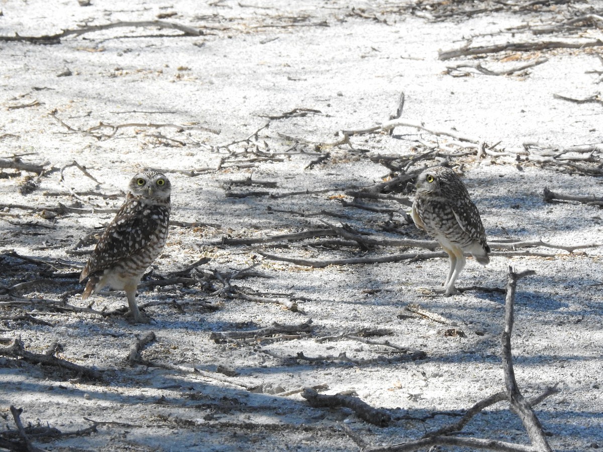 Burrowing Owl (guadeloupensis Group) - ML615904368