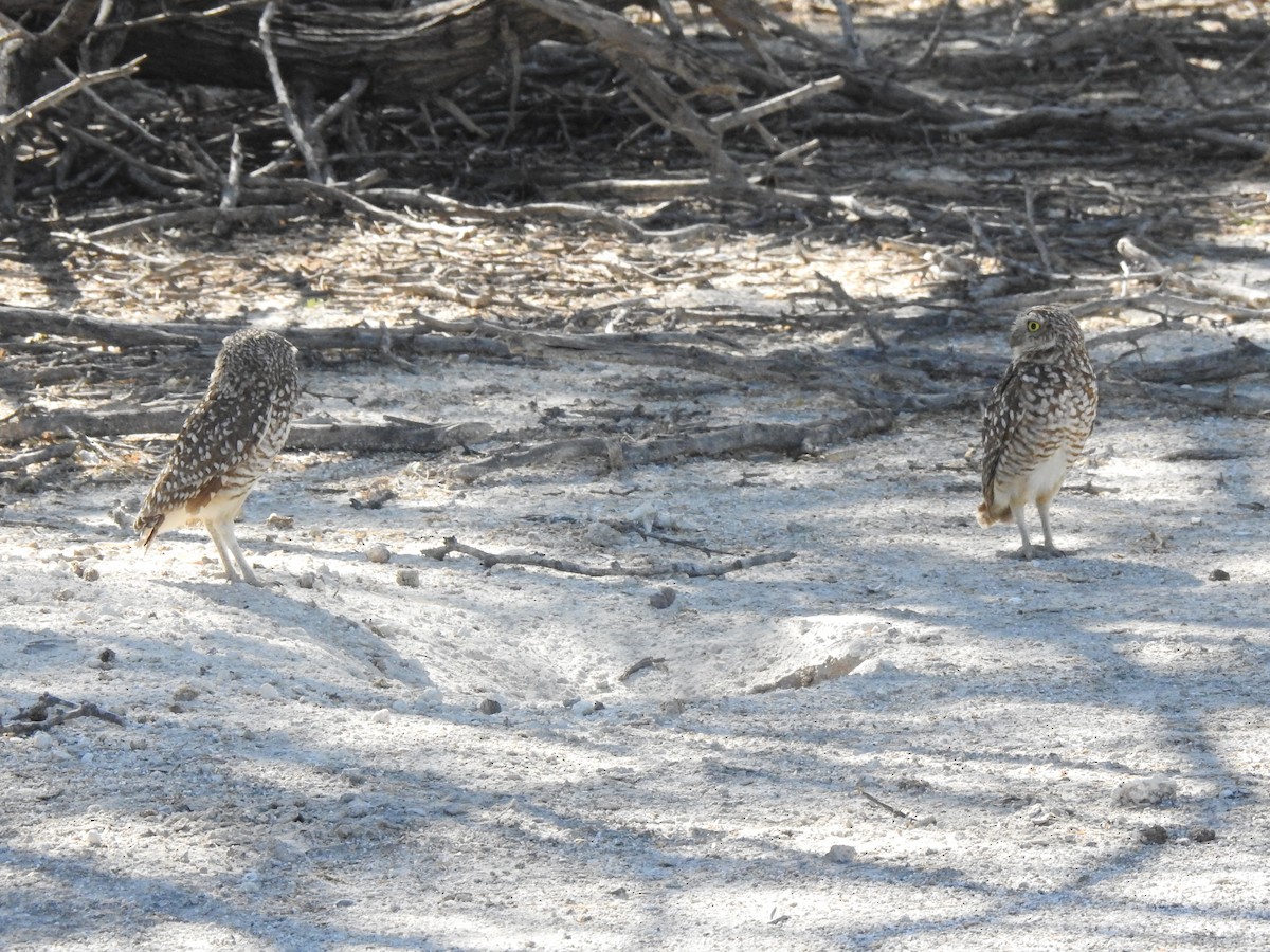 Burrowing Owl (guadeloupensis Group) - ML615904369