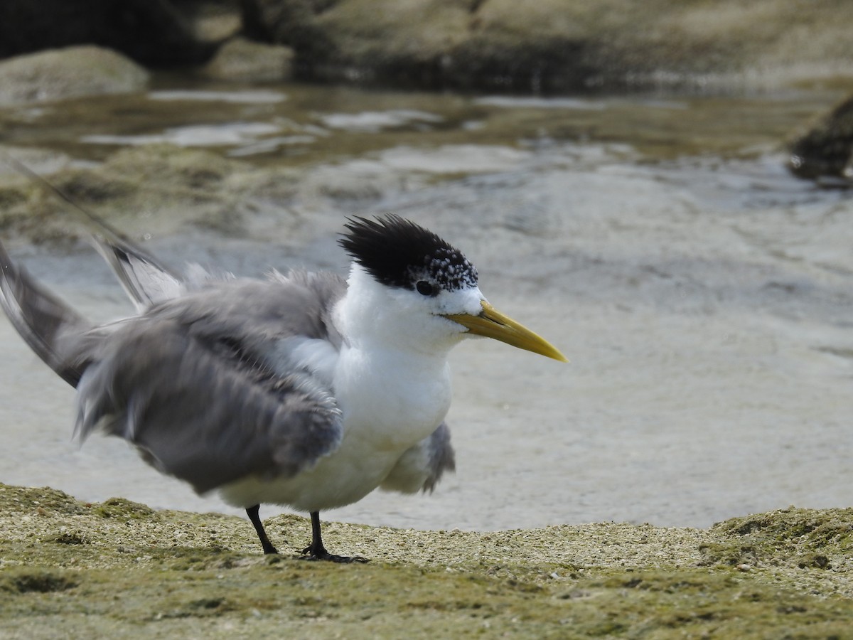 Great Crested Tern - ML615904421