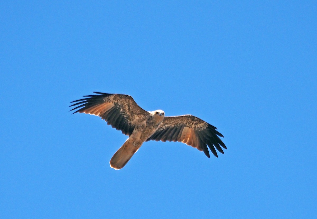 Whistling Kite - ML615904424