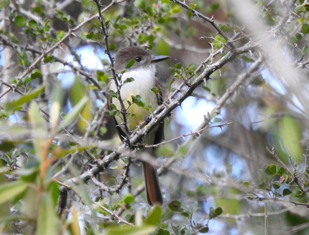 Stolid Flycatcher - ML615904441