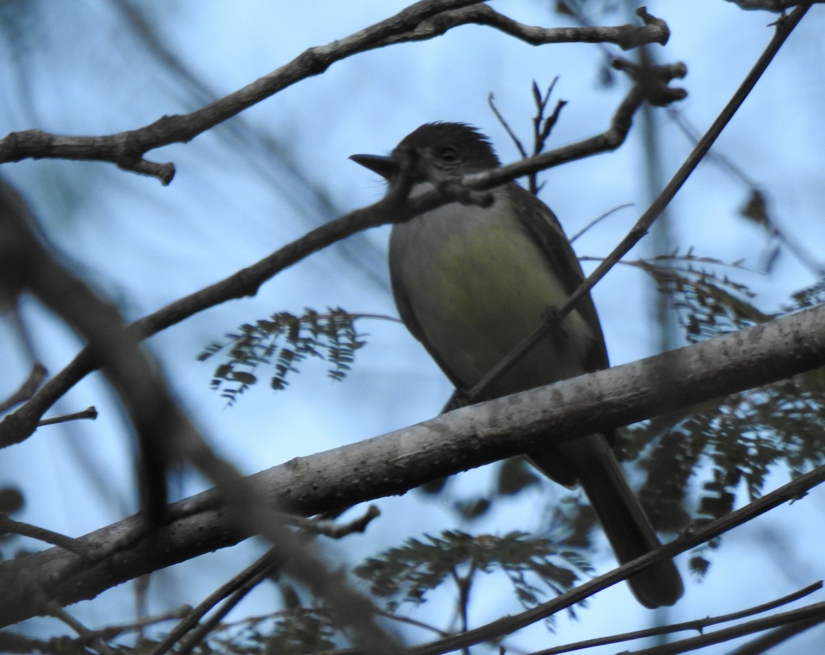 Stolid Flycatcher - ML615904442