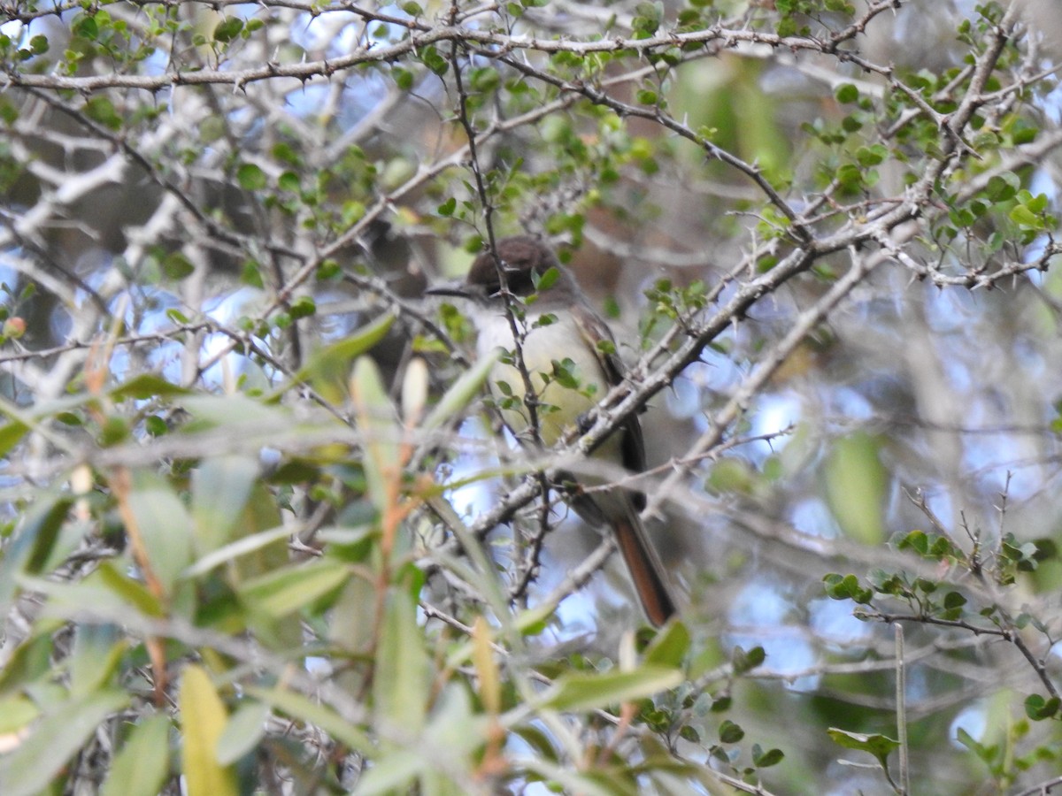 Stolid Flycatcher - ML615904443