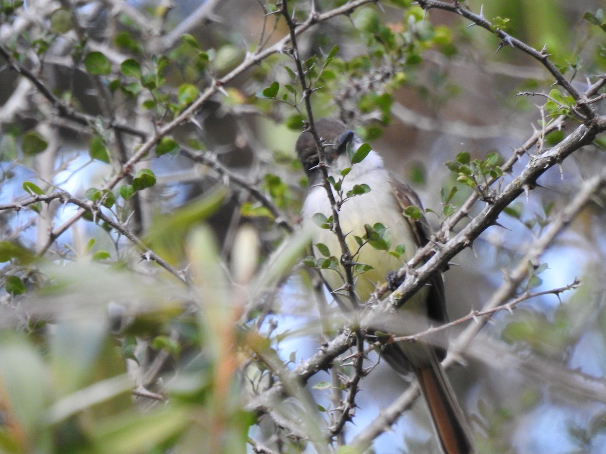 Stolid Flycatcher - Heath Harlan