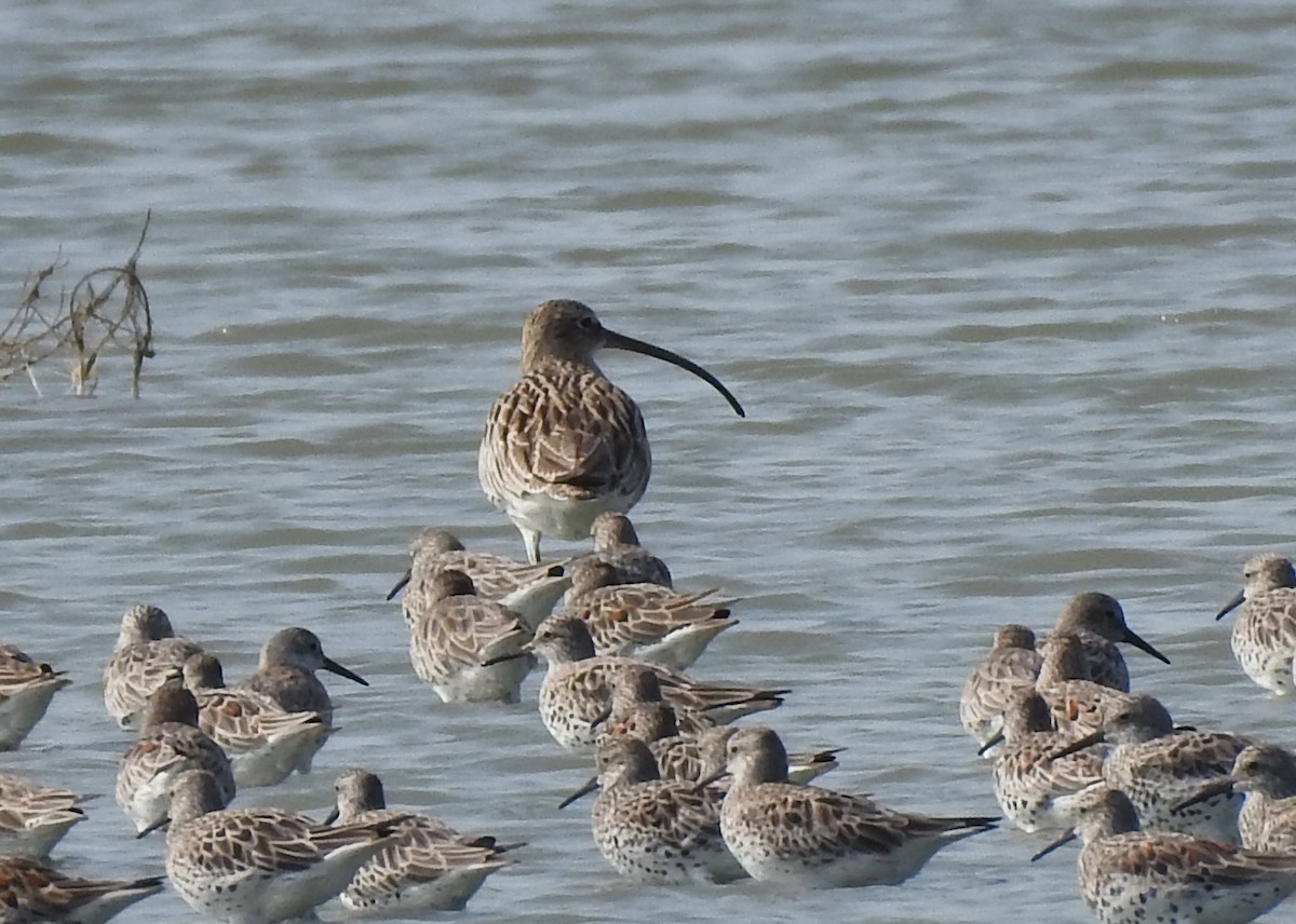 Eurasian Curlew - ML615904450