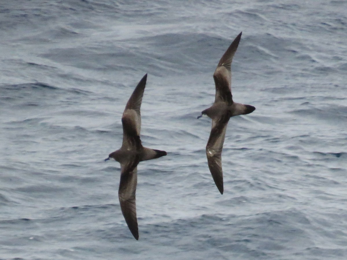 Buller's Shearwater - Michel Turcot